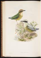Bar-bellied Pitta plate 66