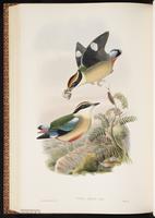 Fairy Pitta plate 65