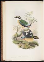 Indian Pitta plate 64