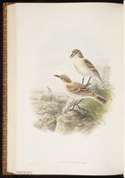 Pseudopodoces humilis plate 63