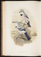 Pander's Ground Jay plate 62