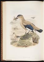 Henderson's Ground Jay plate 61