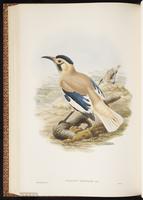 Biddulph's Ground Jay plate 60