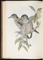 Spotted Nutcracker plate 59