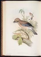 Eurasian Jay plate 58