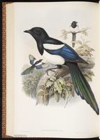 Black-billed Magpie, Eurasian Magpie, pie bavarde plate 57