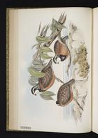 Northern Bobwhite plate 5