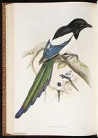 Black-billed Magpie, Eurasian Magpie, pie bavarde plate 56