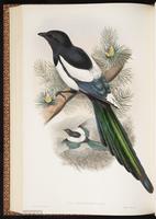 Black-billed Magpie, Eurasian Magpie, pie bavarde plate 55