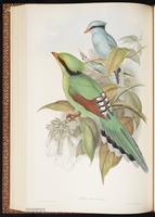 Common Green Magpie plate 54