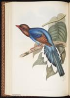 Sri Lanka Blue Magpie plate 53
