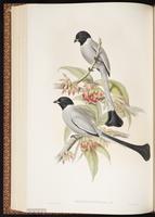 Hooded Treepie plate 52