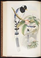 Yellow-billed Blue Magpie plate 51