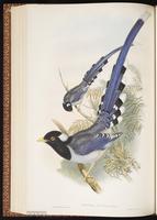Yellow-billed Blue Magpie plate 50