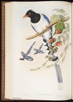Red-billed Blue Magpie plate 49