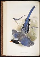 Red-billed Blue Magpie plate 48