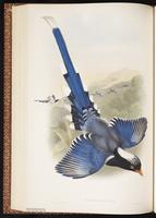 Red-billed Blue Magpie plate 47