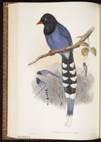 Taiwan Blue Magpie plate 46