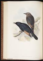 Tristram's Starling plate 45