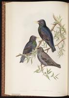 Common Starling, European Starling, Estornino pinto, étourneau sansonnet plate 44