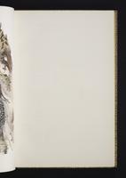 Monograph of the Odontophorinae, 1:50