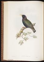 Common Starling, European Starling, Estornino pinto, étourneau sansonnet plate 43