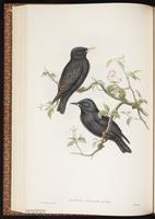 Spotless Starling plate 42