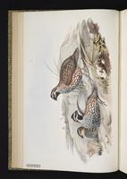 Black-throated Bobwhite, Codorniz yucateca, Yucatan Bobwhite plate 4