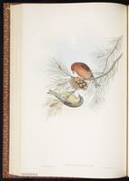 Red Crossbill, bec-croisé des sapins, Picotuerto rojo plate 41