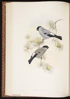 Eurasian Bullfinch plate 40