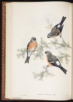 Grey-headed Bullfinch plate 39