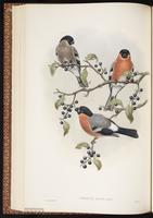 Eurasian Bullfinch plate 38