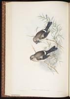 Brown Bullfinch plate 37