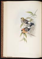 Red-headed Bullfinch plate 36