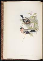Eurasian Bullfinch plate 35