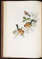 Orange Bullfinch plate 34