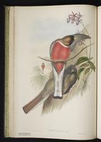 Red-headed trogon plate 9