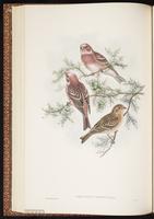 Pallas's Rosefinch plate 33