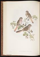 Pink-tailed Rosefinch plate 32