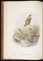 Trumpeter Finch plate 31