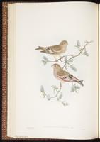 Mongolian Finch plate 30