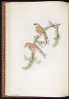 Desert Finch plate 29