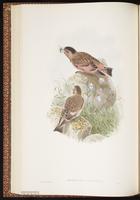 Crimson-winged Finch plate 28