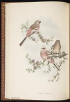 Long-tailed Rosefinch plate 27