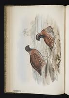 Northern Bobwhite plate 3