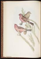 Red-mantled Rosefinch plate 26