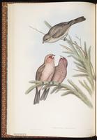 Great Rosefinch plate 25
