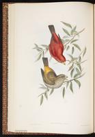 Scarlet Finch plate 24