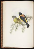 Collared Grosbeak plate 23