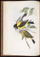 Black-and-yellow Grosbeak plate 22